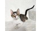Caliburn, Domestic Shorthair For Adoption In Greensburg, Pennsylvania