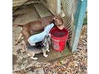 Rocky Boy, American Staffordshire Terrier For Adoption In Plymouth