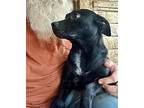 Molly, Terrier (unknown Type, Small) For Adoption In Plymouth, Massachusetts