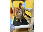 Phoenix, Domestic Longhair For Adoption In Carlinville, Illinois