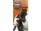 Dodger, Domestic Shorthair For Adoption In Bowling Green, Kentucky