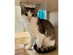 Penny, Domestic Shorthair For Adoption In Novato, California