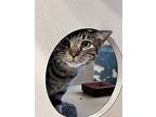 River, Domestic Shorthair For Adoption In Novato, California
