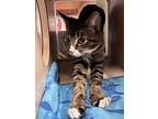 Hansel, Domestic Shorthair For Adoption In Novato, California