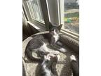 Hope, Domestic Shorthair For Adoption In Bowling Green, Kentucky