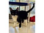 Lili, Domestic Shorthair For Adoption In Novato, California
