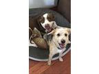 Deago, Labrador Retriever For Adoption In Waianae, Hawaii