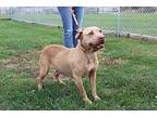 Taffy, Bull Terrier For Adoption In Carlinville, Illinois