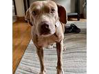 Goldie, Staffordshire Bull Terrier For Adoption In Prior Lake, Minnesota
