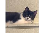 Jj, Domestic Shorthair For Adoption In Springfield, Oregon