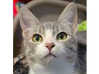 Laney, Domestic Shorthair For Adoption In Springfield, Oregon