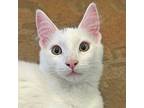 Kip, Domestic Mediumhair For Adoption In Walnut Creek, California