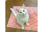 Shep, Domestic Mediumhair For Adoption In Walnut Creek, California