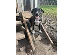 Sara, Labrador Retriever For Adoption In Uxbridge, Massachusetts