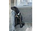 Snicker, Labrador Retriever For Adoption In Monrovia, California