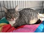 Finan, Domestic Shorthair For Adoption In Ogden, Utah
