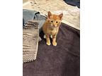 Daidai, Domestic Shorthair For Adoption In Fort Lupton, Colorado