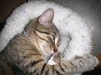 Hotel, Domestic Shorthair For Adoption In St. Augustine, Florida