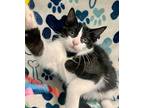 Crunchie, Domestic Shorthair For Adoption In Ft. Lauderdale, Florida