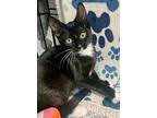 Munchie, Domestic Shorthair For Adoption In Ft. Lauderdale, Florida