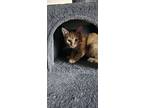 Carrot, Domestic Shorthair For Adoption In St. Augustine, Florida