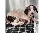 Gemma, Dachshund For Adoption In Boulder, Colorado