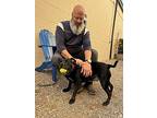 Egypt, Bull Terrier For Adoption In Ferndale, Michigan
