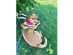 Perrish, Labrador Retriever For Adoption In Fort Lupton, Colorado