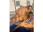 Moe, American Pit Bull Terrier For Adoption In Ferndale, Michigan