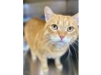 Conan, Domestic Shorthair For Adoption In Cornwall, Ontario