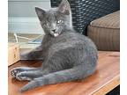 Peter, Russian Blue For Adoption In Lombard, Illinois