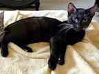 Beakman, Domestic Shorthair For Adoption In Lombard, Illinois