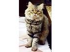 Tiger (part British Shorthair), British Shorthair For Adoption In Fairfax
