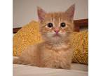 Jude Law, Domestic Shorthair For Adoption In Candler, North Carolina