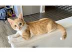 Sunkist, Domestic Shorthair For Adoption In Kalamazoo, Michigan