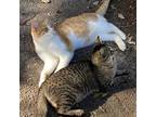 Plymouth, Domestic Shorthair For Adoption In Candler, North Carolina