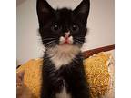 Keanu, Domestic Shorthair For Adoption In Candler, North Carolina