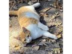Mayson, Domestic Shorthair For Adoption In Candler, North Carolina