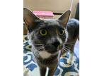 Elizabeth James, Domestic Shorthair For Adoption In Bethel, Connecticut