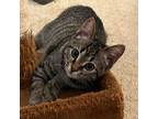 Rufina, Manx For Adoption In Candler, North Carolina