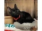 Shelby, Domestic Shorthair For Adoption In Holly Springs, Georgia