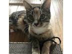 Adenna, Domestic Shorthair For Adoption In Candler, North Carolina