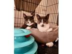 Chessy, Domestic Shorthair For Adoption In Bethel, Connecticut