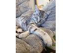 Pineapple, Domestic Shorthair For Adoption In Citrus Heights, California
