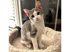 Otho, Domestic Shorthair For Adoption In Candler, North Carolina