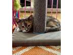 Annie & Hallie, Calico For Adoption In Bethel, Connecticut
