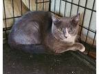 Nick Parker, Domestic Shorthair For Adoption In Bethel, Connecticut