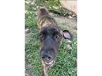 Biggie, Labrador Retriever For Adoption In Collegeville, Pennsylvania