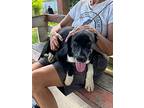 Echo, Labrador Retriever For Adoption In Collegeville, Pennsylvania