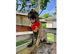 Faith, Labrador Retriever For Adoption In Collegeville, Pennsylvania
